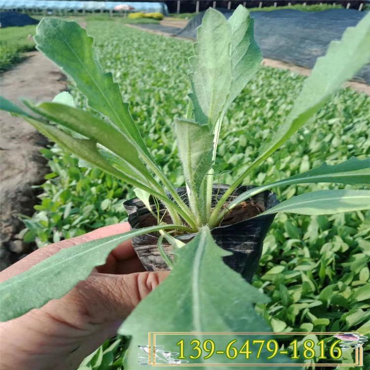 青州天人菊小苗 虎皮菊盆苗价格 多年生耐干旱炎热 耐风抗潮良好