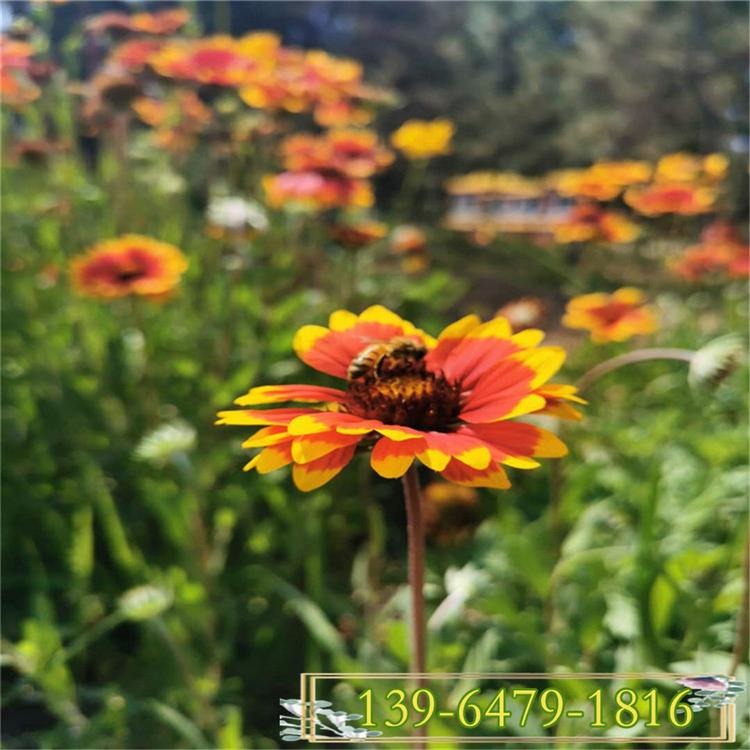 耐旱天人菊营养钵苗 观赏绿化苗天人菊花苗 山东宿根花卉