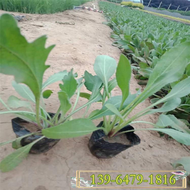 宿根天人菊盆苗 多年生虎皮菊 老虎皮菊 耐干旱炎热