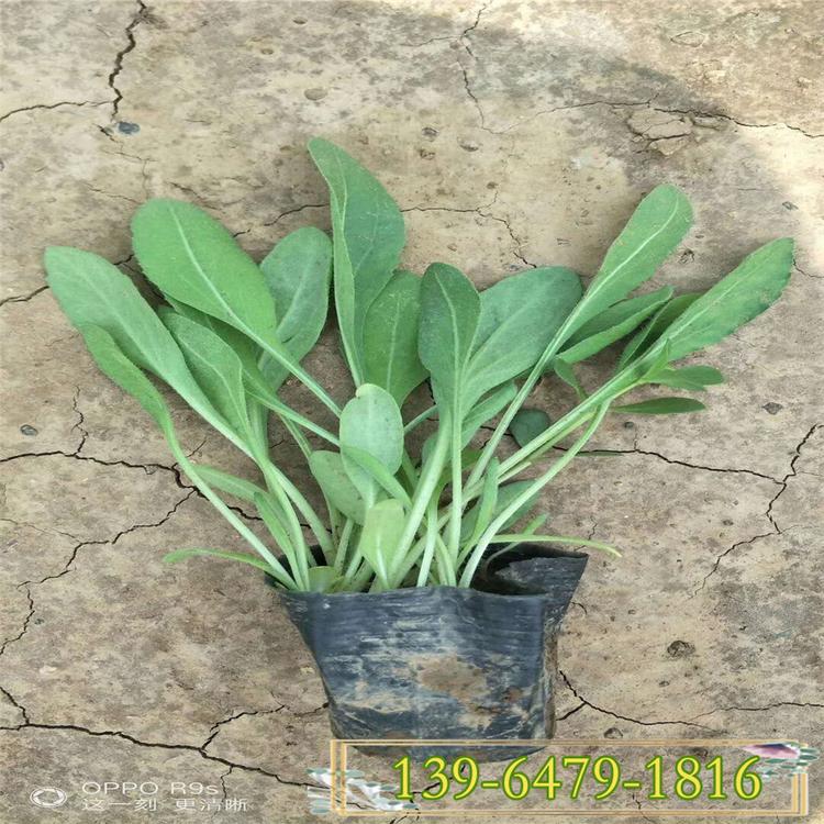 宿根天人菊 黄边红心花卉 青州好品质绿化用容器苗