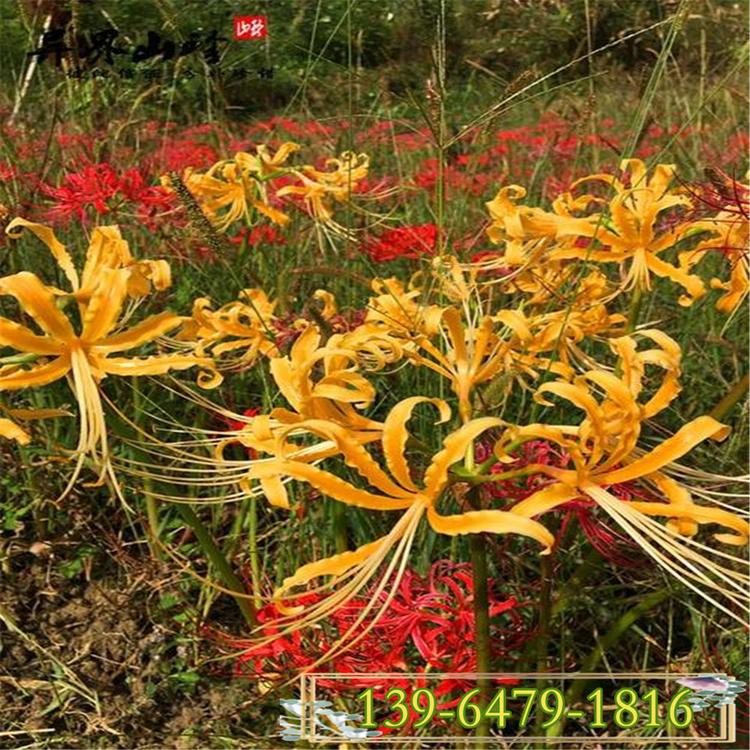 红色彼岸花价格 红花石蒜图片 彼岸花盆栽绿植