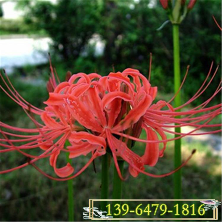 多年生红花石蒜图片 彼岸花带土盆栽苗 彼岸花花期