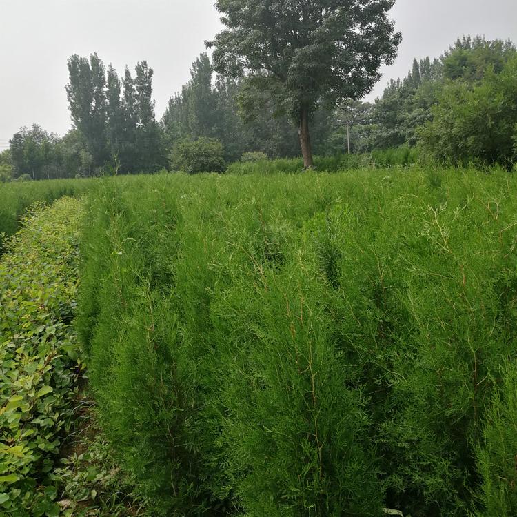 苗圃直供 侧柏价格 侧柏土球苗批发