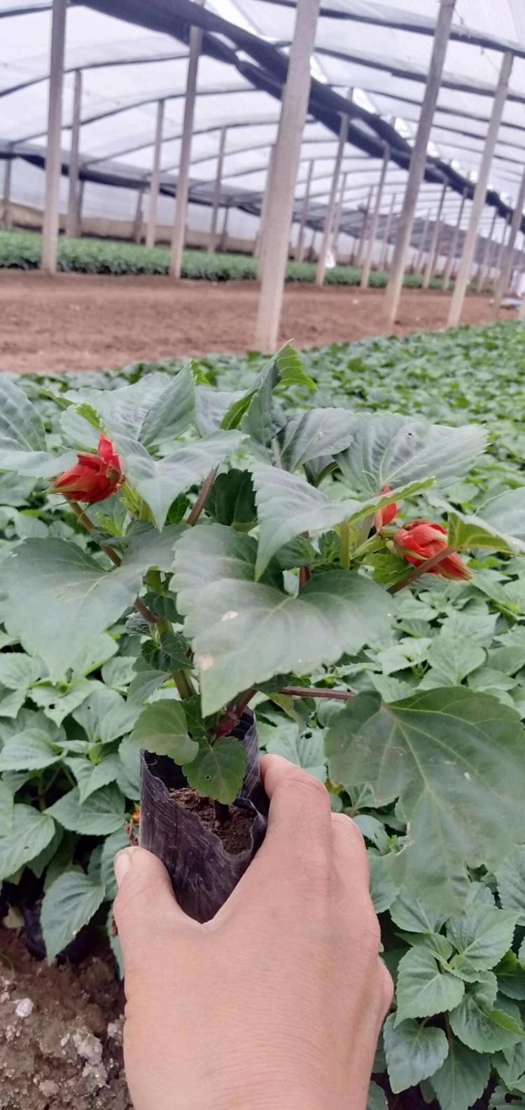 山东青州大量优质开花草花精品串红