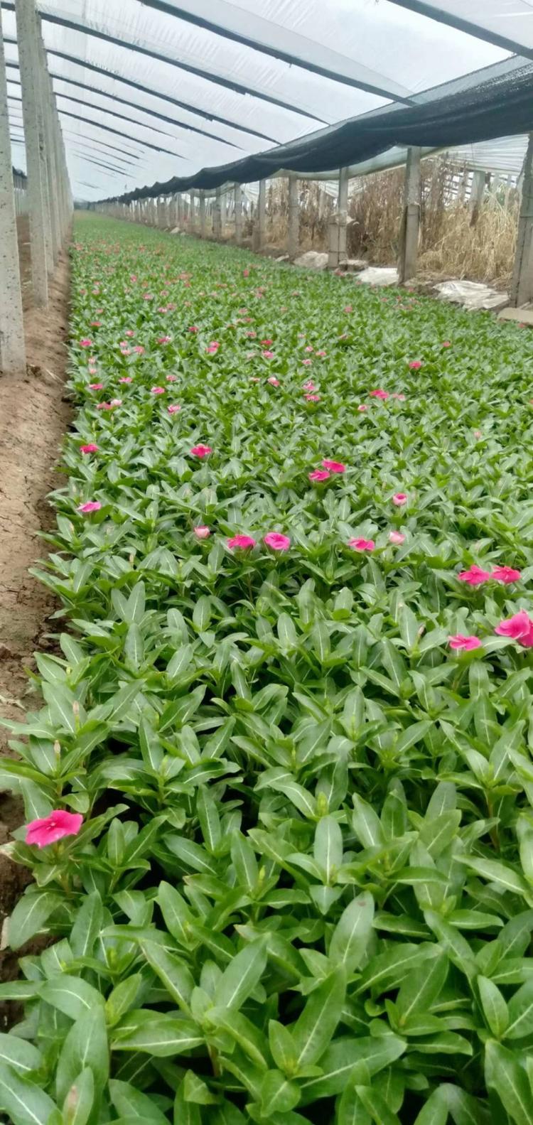 山东青州草花开花优质长春花直供