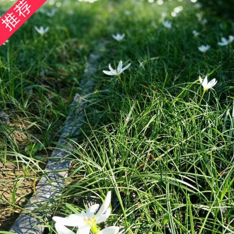 葱兰价格 玉帘价格 葱莲价格 白花菖蒲莲 韭菜莲 肝风草 小涵苗木