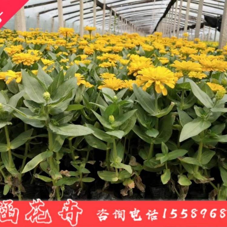 百日菊价格 百日草 步步高 对叶菊 秋罗 菊花 小涵花卉