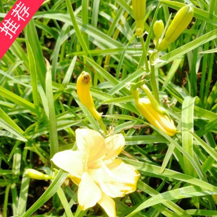 金娃娃萱草基地 黄百合价格  金娃娃萱草批发  小涵花卉  青州草花