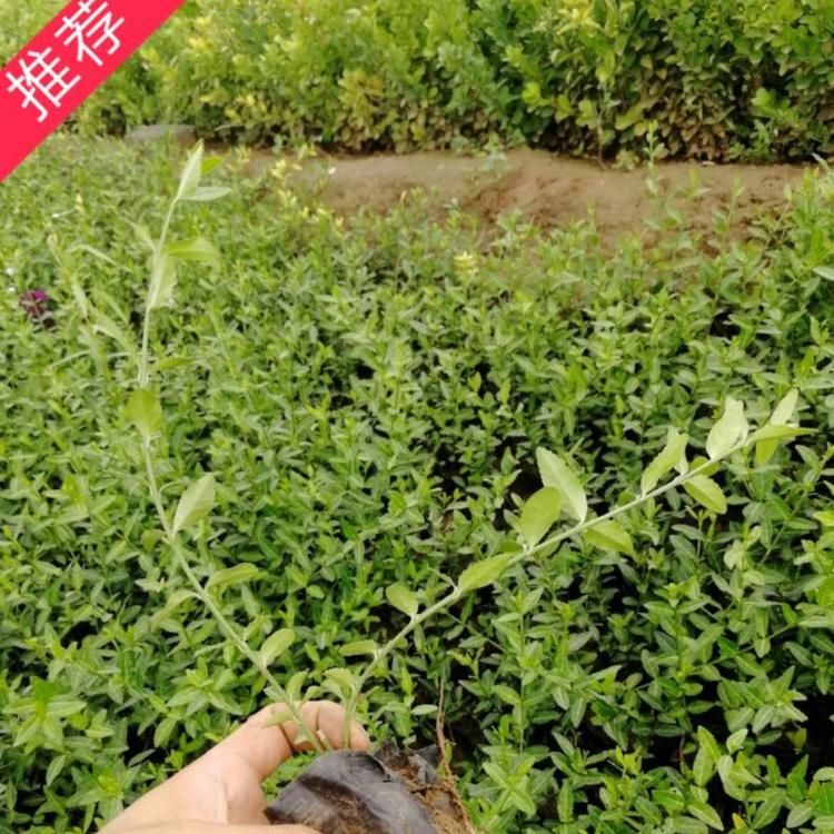 青州绿化苗木 小叶扶扶芳藤批发  爬行卫矛价批发  小涵绿化苗木