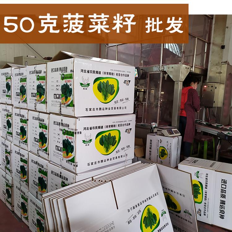 四季菠菜种子耐热耐寒夏秋越夏发芽率高墨绿色深绿好吃红根菠菜种子阳台小菜园小包装菠菜籽50克批发绿厚叶厂家越冬高抗病