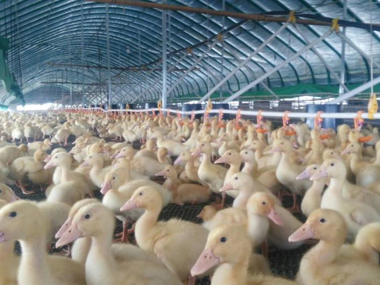 智能温室养殖大棚  养鸭大棚  肉鸡 蛋鸡养殖大棚 养猪大棚