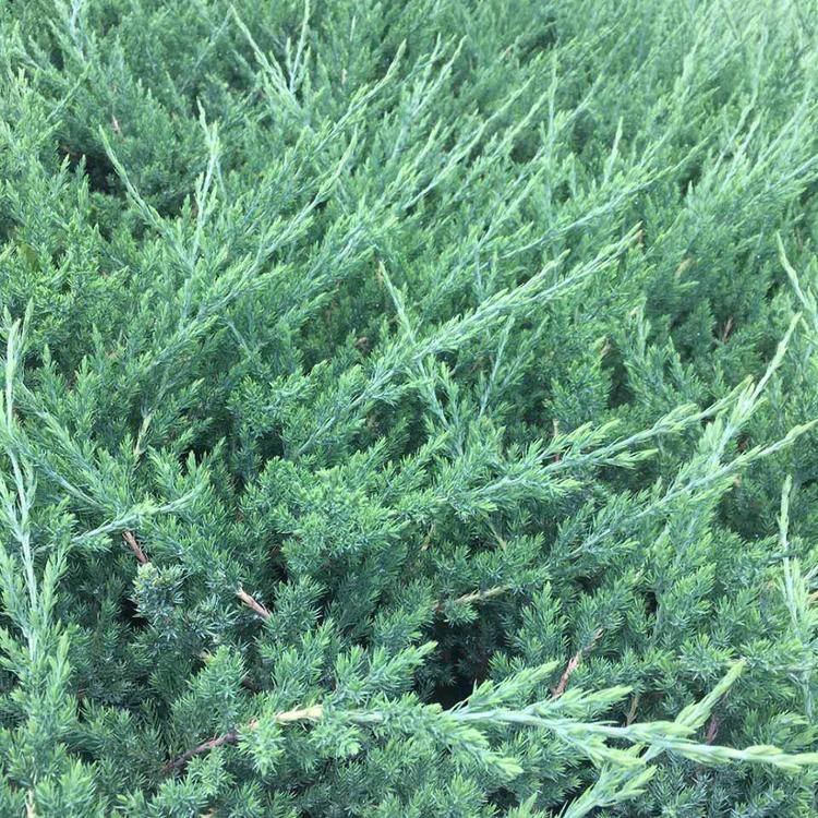 开春推荐铺地柏种植基地铺地柏基地