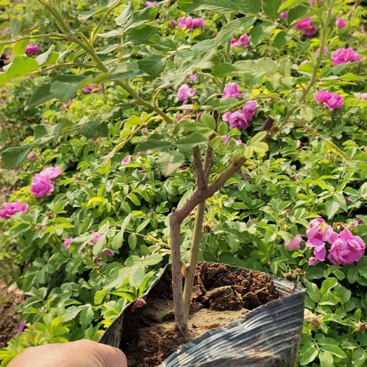 多种花色微型玫瑰幼苗玫瑰种植
