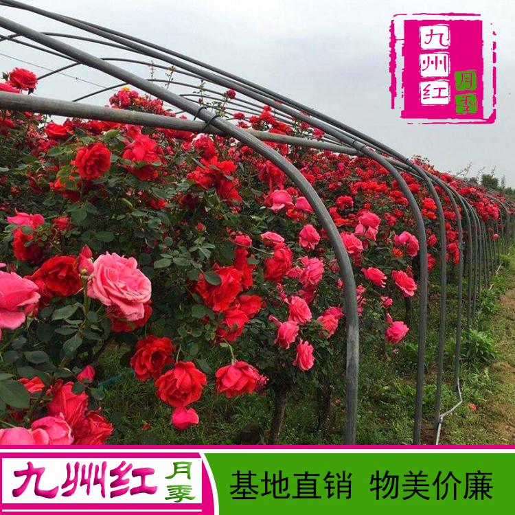 月季树批发树形造型月季树基地批发价格实惠欢迎订购