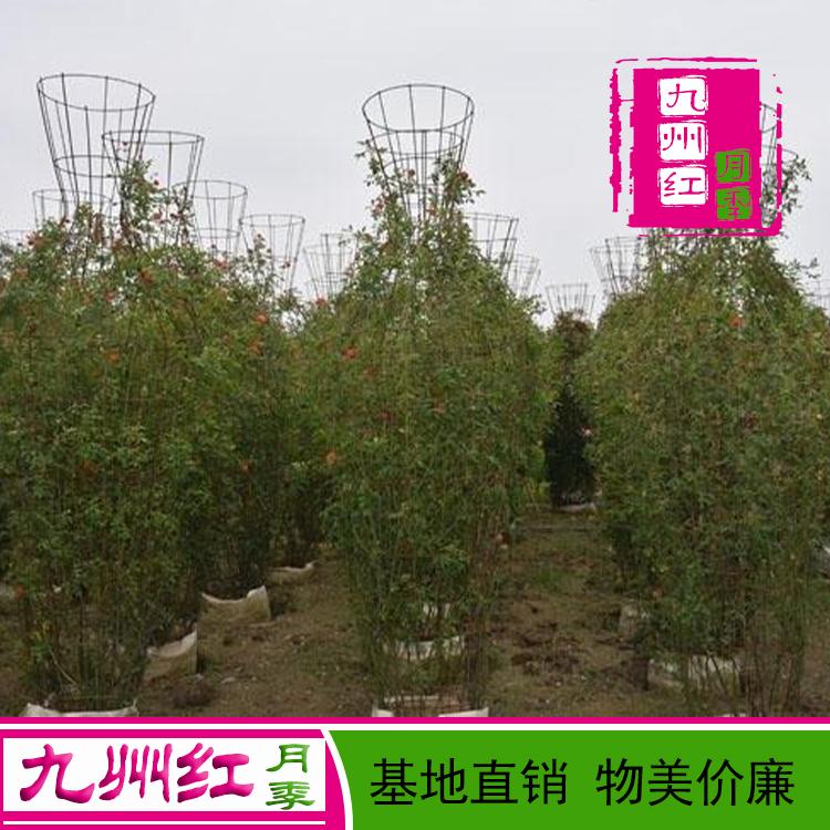 造型月季价格 月季花瓶 球 网墙 拱门月季 基地批发直销