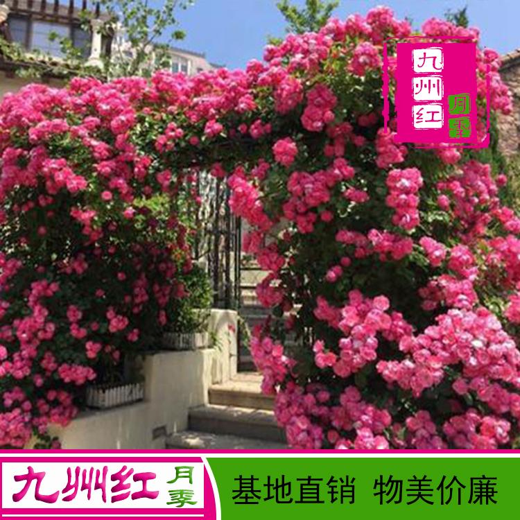 造型月季批发 拱门月季 月季花瓶 球 网墙 基地批发直销欢迎订购