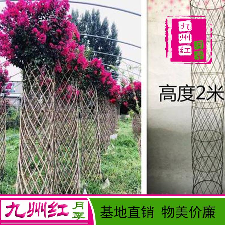 造型月季批发价格 月季花柱 拱门月季 月季花瓶 球 网墙 基地批发直销欢迎订购