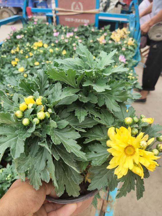 青州大量品种菊花_新叶花卉品种菊花种植基地批发价格_品种菊花大量处理