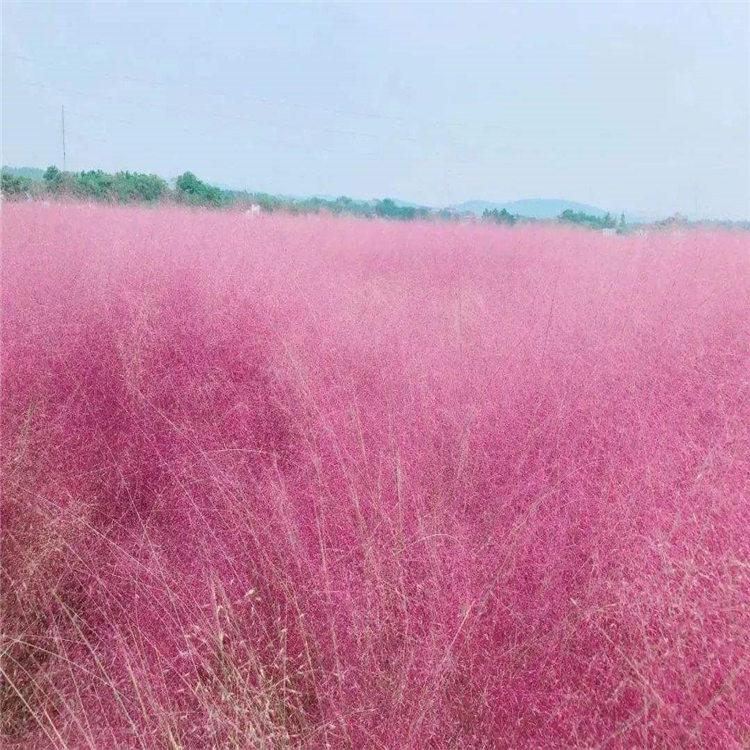 粉黛乱子草小苗    粉黛乱子草花海   花海工程苗
