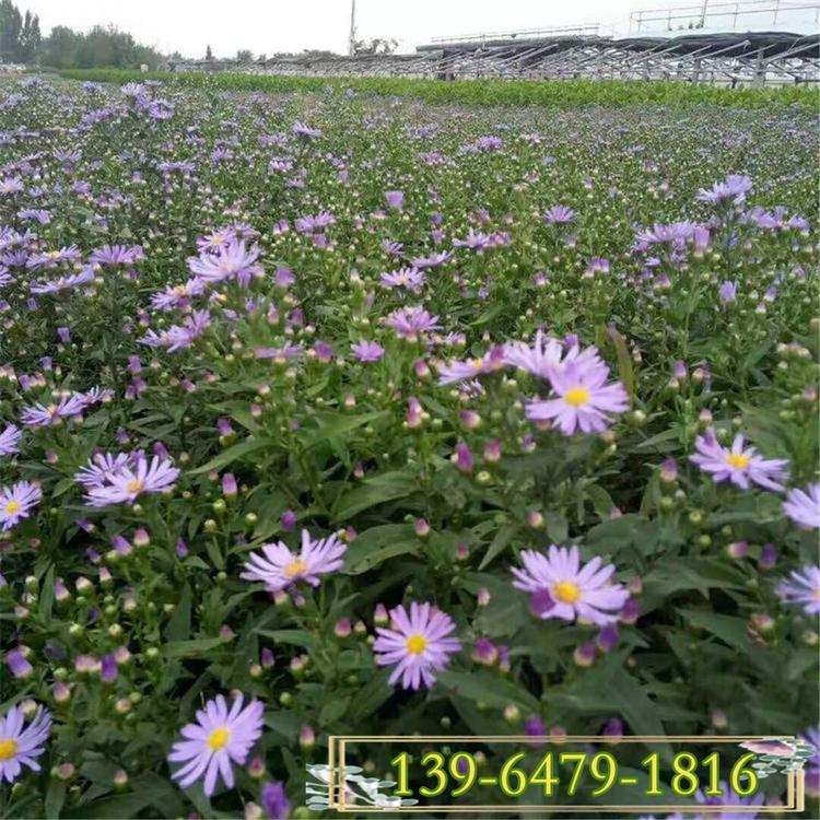 高山紫菀 基地批发宿根花卉 欧洲紫菀