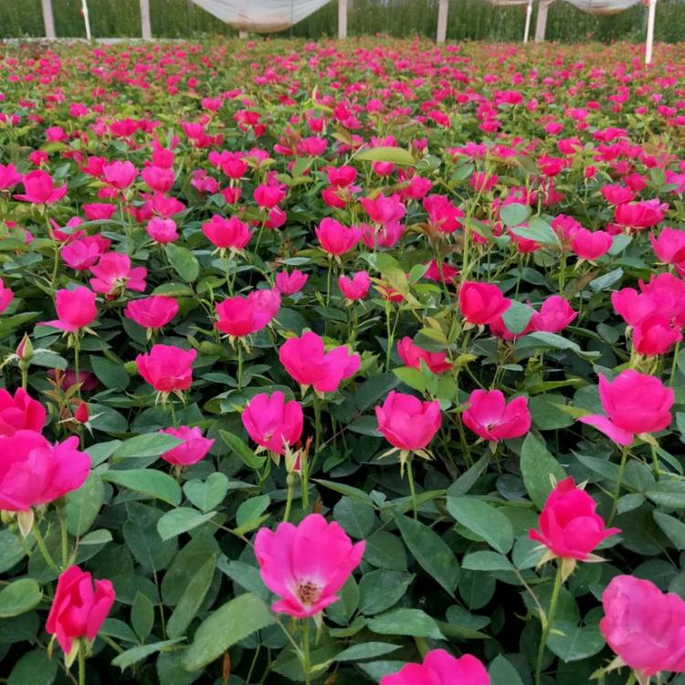 丰花月季价格 丰花月季小苗 月季花批发直销
