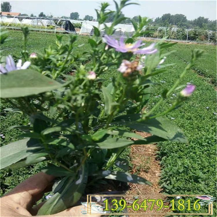 花期7-9月高山紫菀价格  紫菀批发基地 蓝色小野菊