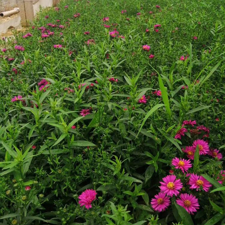 山东荷兰菊价格 荷兰菊大量供应 荷兰菊基地