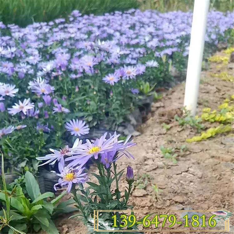 野菊花紫菀盆苗价格 高山紫菀基地 紫菀种子育苗中心
