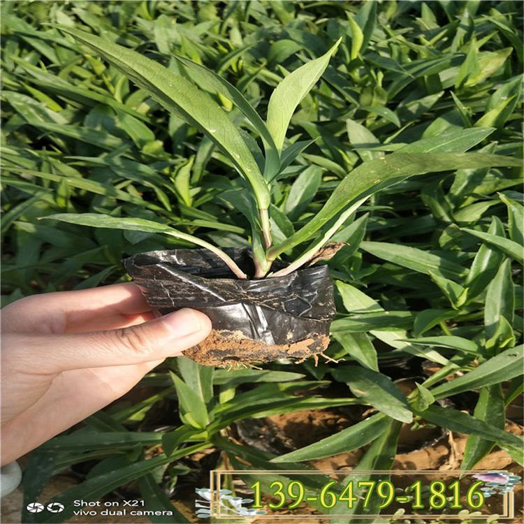 花卉高山紫菀盆苗 欧洲紫菀耐涝耐寒植物 紫菀基地