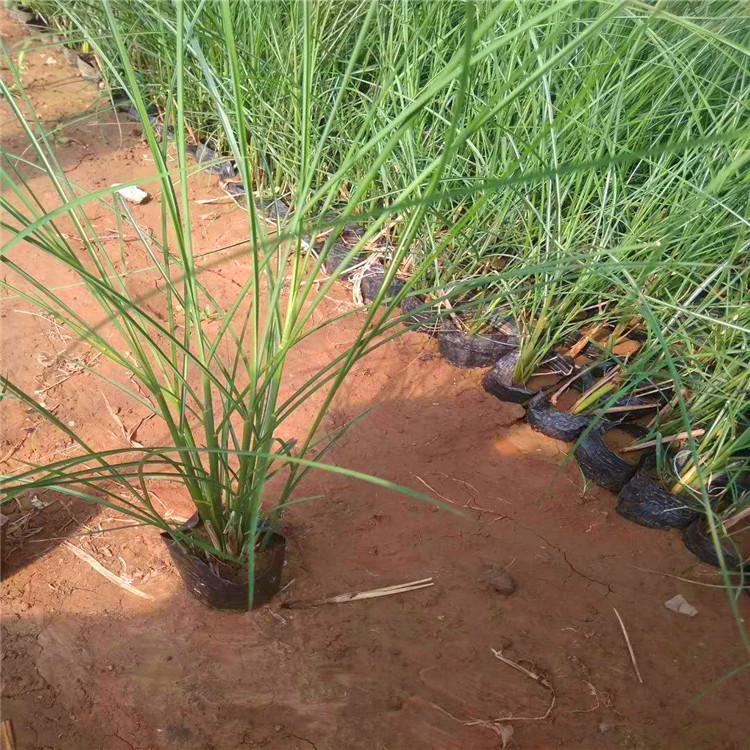 基地直销细叶芒   细叶芒大量出售   昌和农业细叶芒基地