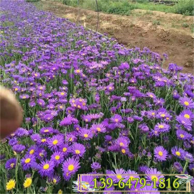 纽约紫菀耐贫瘠适应力强 营养钵高山紫菀杯苗供应 秋季花卉