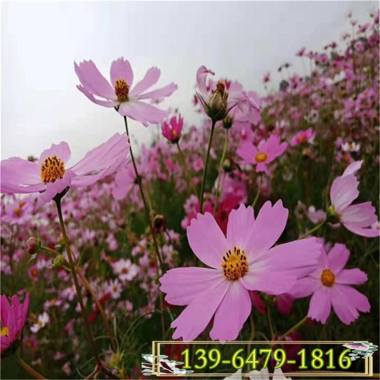 波斯菊 倒地处理波斯菊盆苗 便宜波斯菊格桑花苗