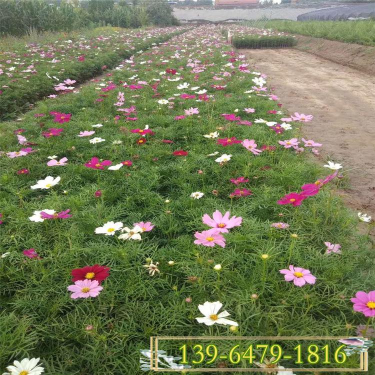 批发矮杆波斯菊花苗 盆栽格桑花小苗 波斯菊花海设计