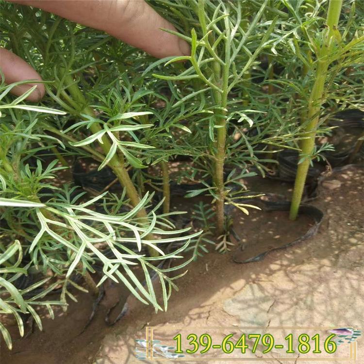 价格低的小皮桶波斯菊 容器苗波斯菊盆苗批发
