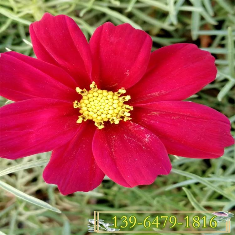 花期5-10月的波斯菊花海 波斯菊基地 波斯菊杯苗