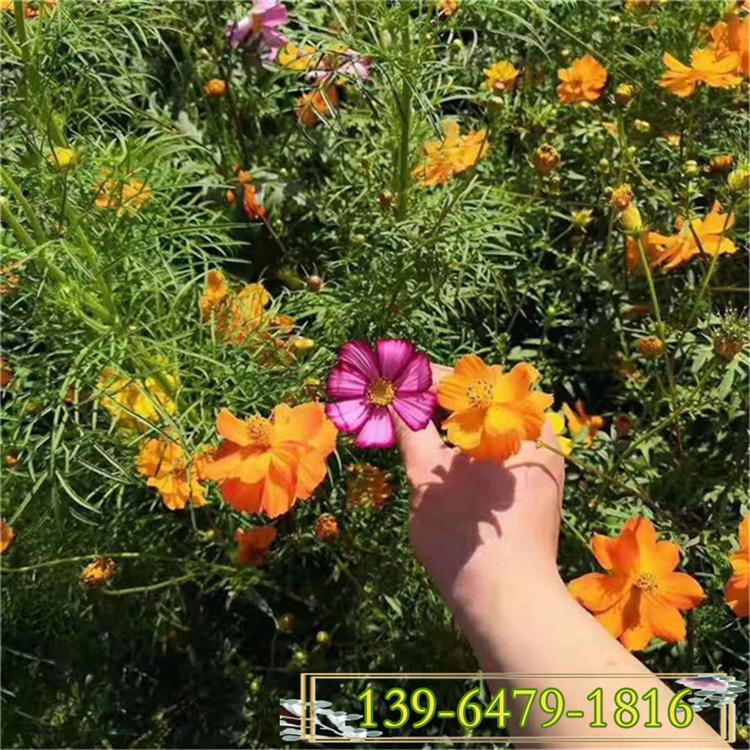 10-20公分高的波斯菊盆苗 大波斯菊种子 秋英格桑花