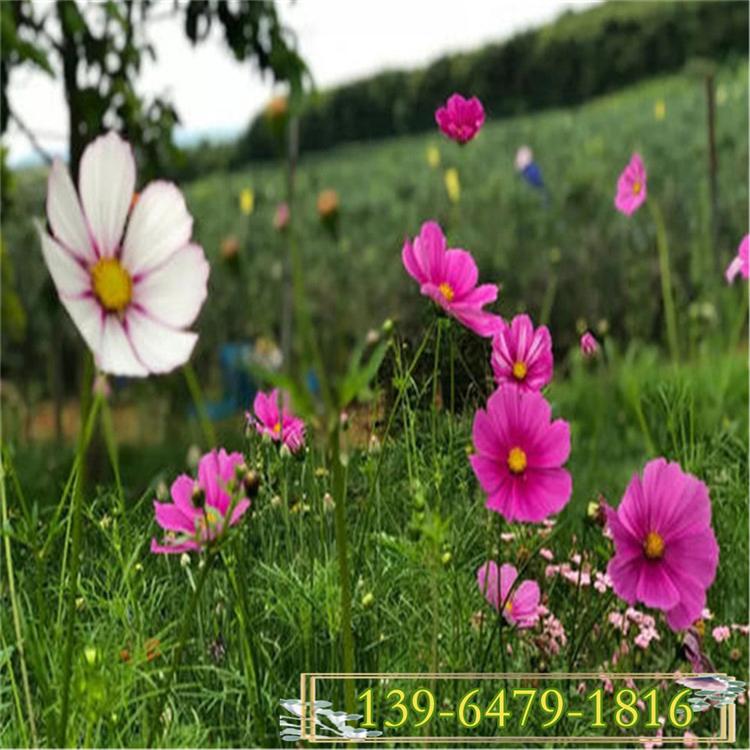 常年批发格桑花容器苗 矮株波斯菊 矮生格桑花杯苗