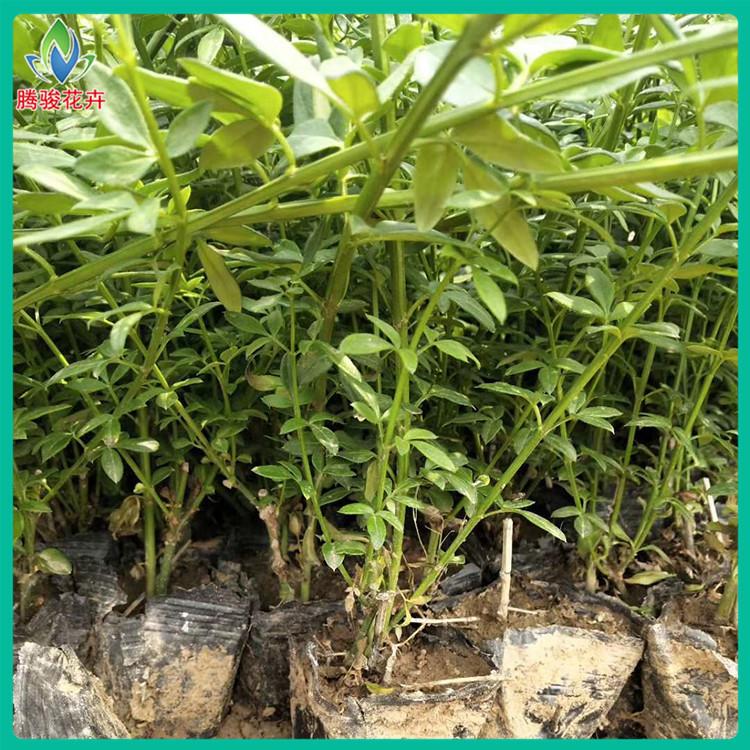 迎春花盆栽 青州迎春花小苗 花期早 长势好