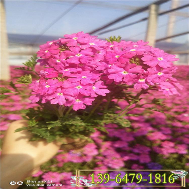 草花美女樱盆苗 多年生细叶美女樱 绿化工程道路两旁花