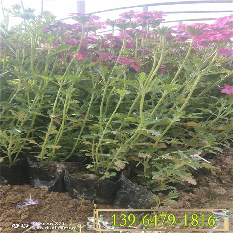 青州草花美女樱盆苗 多年生细叶美女樱小苗 绿化工程苗
