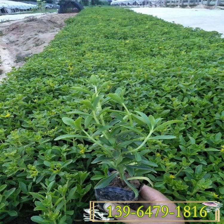 德国景天三七景天费菜 山体绿化覆盖率高 多肉三七景天盆苗
