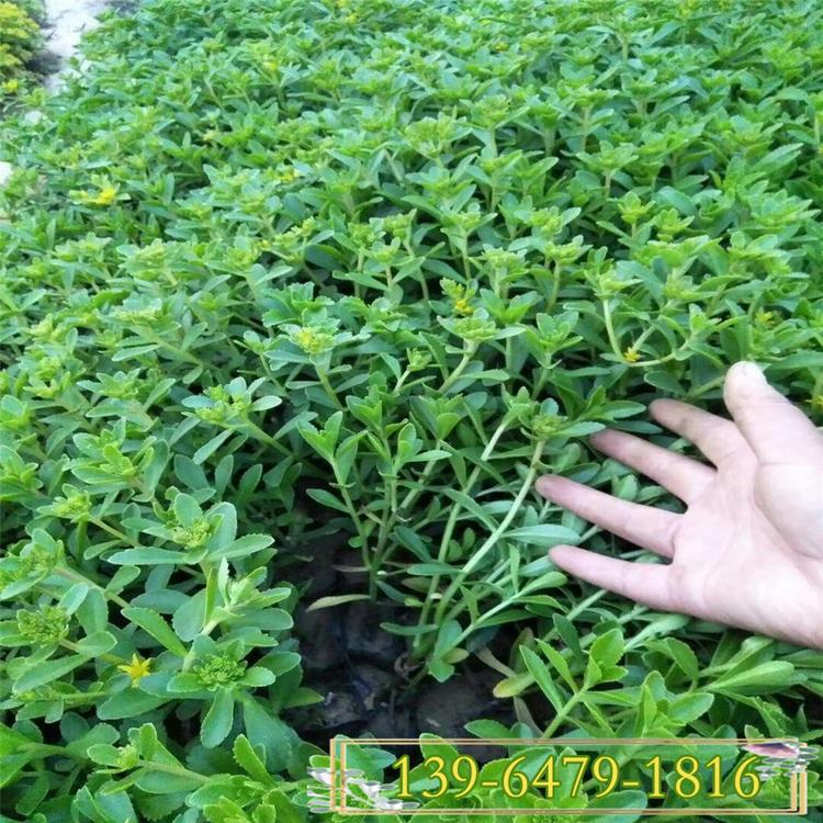 三七景天盆栽苗 三七费菜 花期6-8月耐热花卉