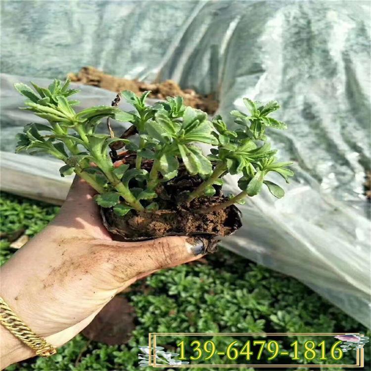中华景天盆苗 三七景天 八宝景天 德国景天地被低矮植物