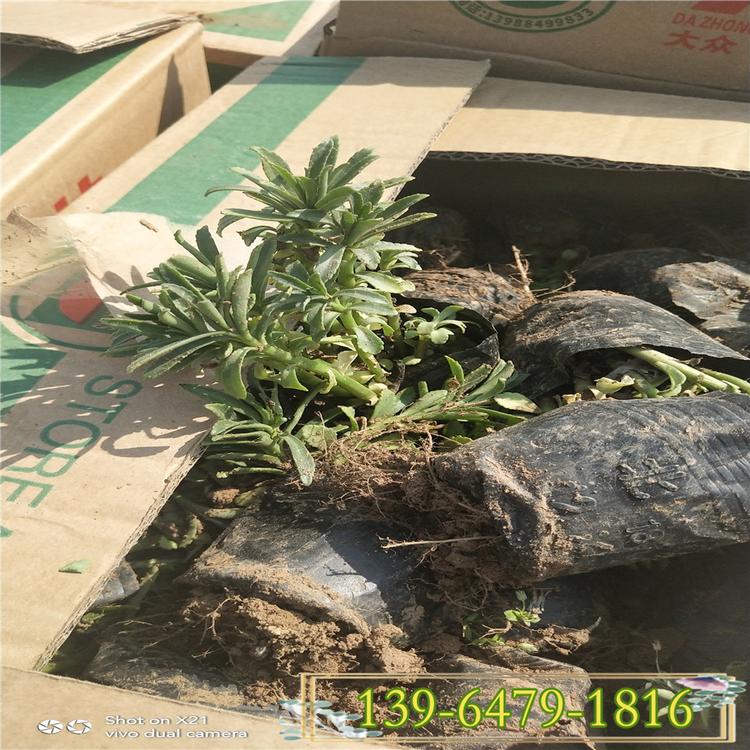 德国景天宿根 花卉公园绿化植被 多年生花卉三七景天