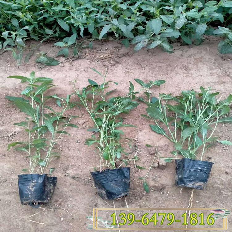 美丽月见草 四季樱草盆苗 花期4-10月多年生花卉