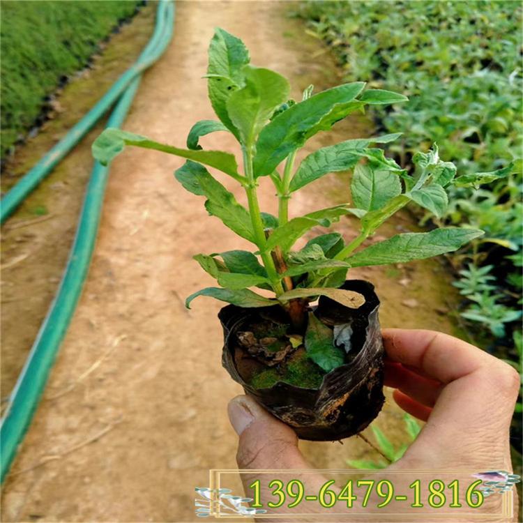 粉花美丽月见草盆苗 晚樱草厂家 青州花卉苗木基地