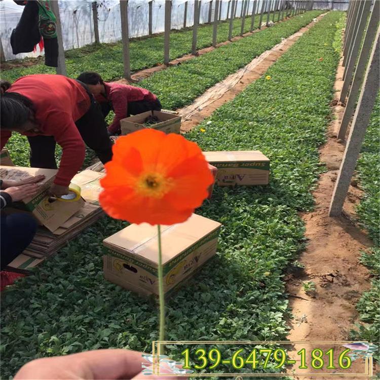 冰岛虞美人盆苗 东方虞美人杯苗 花海设计供应花苗