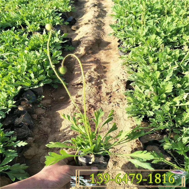 质量好的冰岛虞美人盆苗 青州草花基地  花期5-8月
