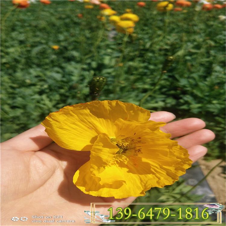 大量供应多年生草花 虞美人盆苗 园林绿化工程常用花卉