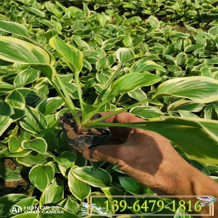 基地直销金边玉簪盆苗 玉簪苗 白玉簪 花玉簪等玉簪苗植物